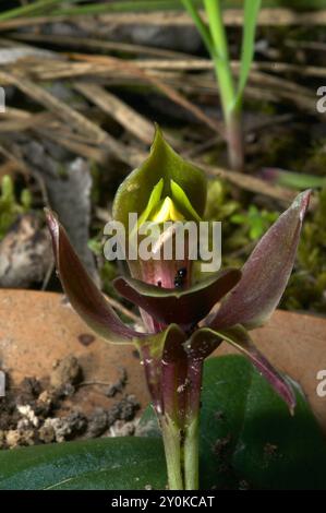 Diese seltsame Blume ist als gewöhnliche VogelOrchidee (Chiloglottis Valida) gelistet, aber sie sind schwer zu finden - also nicht so häufig! Hochkins Ridge Flora Reserve. Stockfoto