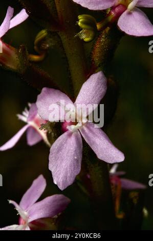 Triggerpflanzen (Stylidium) haben eine ungewöhnliche Art, sich bestäuben zu lassen – wenn ein Insekt auf der Blume landet, wird ein Trigger entzündet und mit Pollen bedeckt. Stockfoto