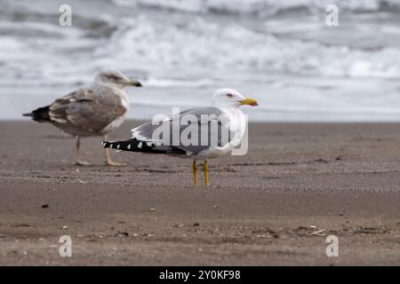 Gelbbeinmöwen Stockfoto