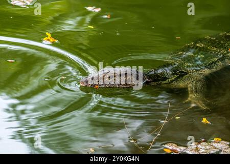 Eine große asiatische Wassermeldechse, Varanus salvator, schwimmt Stockfoto