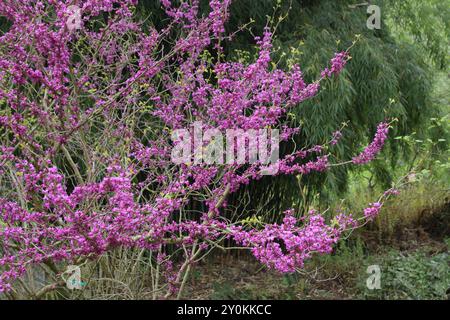 Cercis siliquastrum, bekannt als Judas-Baum aus Südeuropa und Westasien. Dunkelrosa Blüten Stockfoto