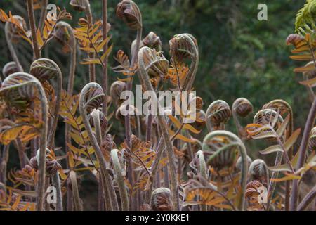 Nahaufnahme der Pflanze Royal Fern - Osmunda regalis in Europa. Stockfoto