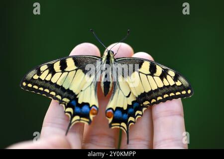 Wunderschöner Schwalbenschwanz-Schmetterling (Papilio machaon), der auf den Fingern des Mannes sitzt. Insekten-Makrofotografie Stockfoto