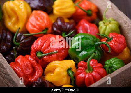 Gereifte mehrfarbige Habanero-Paprika (Paprika chinense) in Holzkiste Nahaufnahme. Sehr heiße mexikanische Paprika Stockfoto