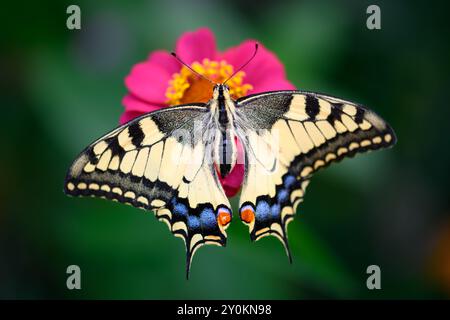 Makroaufnahme des wunderschönen Schwalbenschwanz-Schmetterlings (Papilio machaon) auf rosa Blume Nahaufnahme Stockfoto