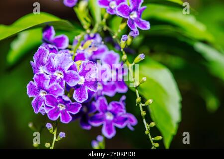 Ein atemberaubendes Makrofoto aus Nahaufnahme, das die komplizierten Details und leuchtenden Farben violetter Blüten einfängt. Stockfoto