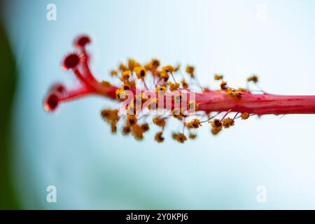 Ein atemberaubendes Makrofoto, das die komplizierten Details und die lebendigen Staubblätter des roten Hibiskus Rosa Sinensis, auch bekannt als die chinesische Rose, einfängt. Stockfoto