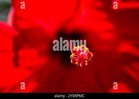 Ein atemberaubendes Makrofoto, das die komplizierten Details und die lebendigen Staubblätter des roten Hibiskus Rosa Sinensis, auch bekannt als die chinesische Rose, einfängt. Stockfoto