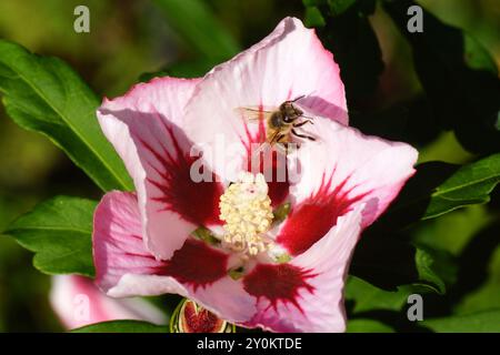 Blüte der Rosenmalve (Hibiscus syriacus), Familie der Malve (Malvaceae) mit einer westlichen Honigbiene (APIs mellifera). Holländischer Garten. Sommer, September. Stockfoto