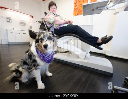 PRODUKTION - 02. September 2024, Hessen, Gießen: Patientin Angelika Derwort sitzt auf ihrem Zahnarztstuhl, während ihr Hund 'Anouk' vor ihr wartet. Der Hund soll eine beruhigende Wirkung auf ängstliche Patienten haben. Foto: Boris Roessler/dpa Stockfoto