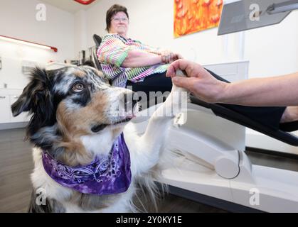 PRODUKTION - 02. September 2024, Hessen, Gießen: Patientin Angelika Derwort sitzt auf ihrem Zahnarztstuhl, während ihr Hund 'Anouk' vor ihr wartet. Der Hund soll eine beruhigende Wirkung auf ängstliche Patienten haben. Foto: Boris Roessler/dpa Stockfoto