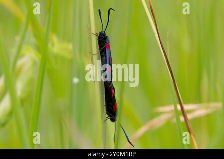 Ein Paar schmal umrandete burnet-Motten, die sich auf einem Grasstamm paaren. County Durham, England, Großbritannien. Stockfoto