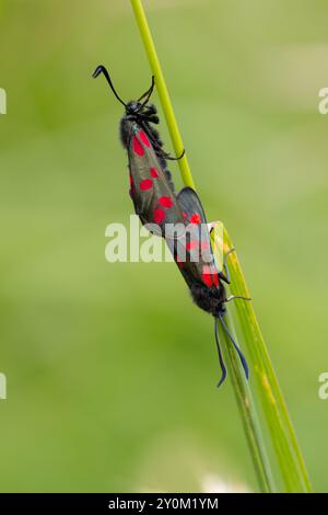 Ein Paar burnet-Motten mit sechs Flecken, die sich auf einem Grasstamm paaren. County Durham, England, Großbritannien. Stockfoto