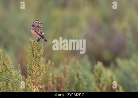 Whinchat (Saxicola rubetra) über Strauchseablite (Suaeda vera) Norfolk September 2024 Stockfoto