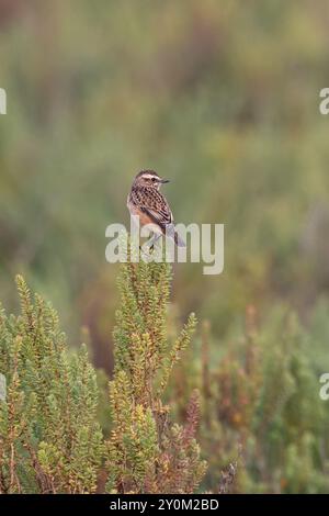 Whinchat (Saxicola rubetra) über Strauchseablite (Suaeda vera) Norfolk September 2024 Stockfoto