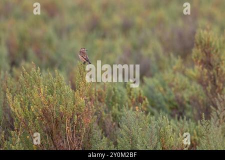 Whinchat (Saxicola rubetra) weiblich/erster Winter auf buschigem Seablite (Suaeda vera) Norfolk September 2024 Stockfoto