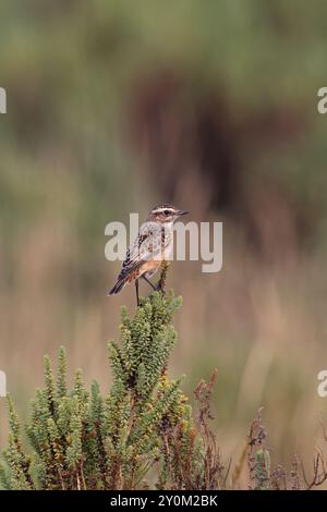 Whinchat (Saxicola rubetra) weiblich/erster Winter auf buschigem Seablite (Suaeda vera) Norfolk September 2024 Stockfoto