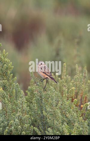 Whinchat (Saxicola rubetra) weiblich/erster Winter auf buschigem Seablite (Suaeda vera) Norfolk September 2024 Stockfoto