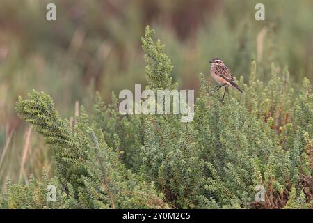 Whinchat (Saxicola rubetra) weiblich/erster Winter auf buschigem Seablite (Suaeda vera) Norfolk September 2024 Stockfoto