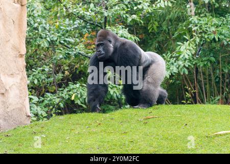 Ein Silberrücken-Gorilla (Gorilla g. gorilla) spaziert auf einer Wiese im Zoo Hannover. Stockfoto