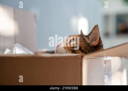 Nahaufnahme der neugierigen Katze ist in die Aufbewahrungsbox geklettert, schaut auf die Jagd nach einem Spielzeug. Tierliebhaber Stockfoto