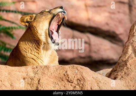 Ein Porträt einer Berberlöwe (Panthera leo leo), die auf einem Felsen liegt und im Zoo Hannover gähnt. Stockfoto