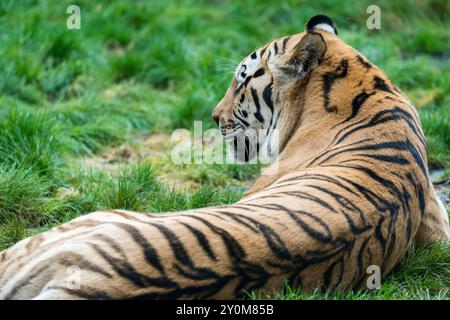 Ein männlicher Amurtiger (Panthera tigris altaica), der auf einer Wiese im Zoo Hannover liegt. Stockfoto