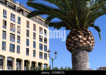 Ajaccio, Korsika - 11. Oktober 2019: Palme vor moderner Gebäudefassade unter blauem Himmel. Stockfoto