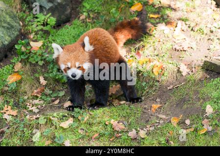 Ein Roter Panda (Ailurus fulgens fulgens) spaziert durch Felsen im Zoo Hannover. Stockfoto