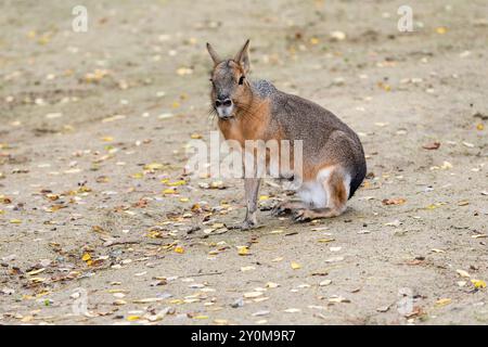 Eine patagonische Cavy (Dolichotis patagonum), die auf dem Boden im Zoo Hannover sitzt. Stockfoto