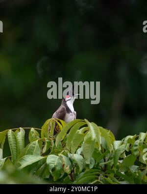 Ein einsamer Rothurm-Bulbul (Pycnonotus jocosus), der auf einem Baumwipfel im Garten steht und wegblickt. Auch genannt der Schützenbulbul. Stockfoto