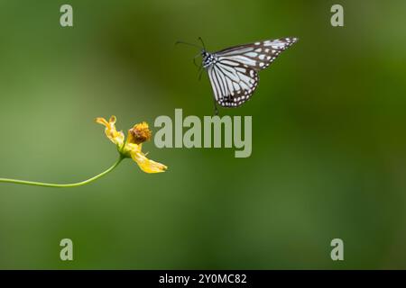 Selektiver Fokus einer gelben Blume, wenn ein verworfener glasartiger Tigerfalter im Flug zur Ruhe kommt. Auch Parantica aglea genannt. Stockfoto