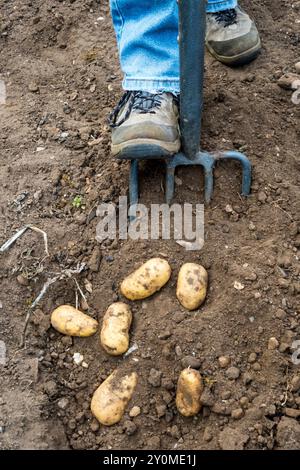 Frau, die Charlotte Kartoffeln in ihrem Gemüsegarten oder in ihrem Kleingarten ausgräbt. Stockfoto