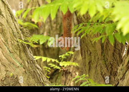 Ein rotes Eichhörnchen hängt an einem Zweig an den Füßen. "Mission Impossible Style" Stockfoto