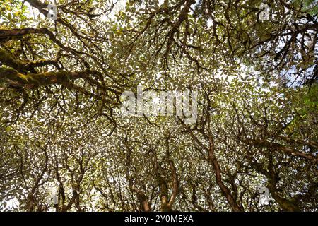 Rhododendron-Baldachin im natürlichen Wald bei der Lungchutse Wanderung in Thimphu, Bhutan. Stockfoto