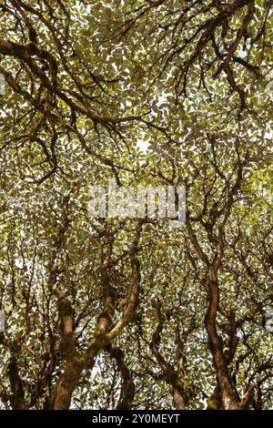 Rhododendron-Baldachin im natürlichen Wald bei der Lungchutse Wanderung in Thimphu, Bhutan. Stockfoto