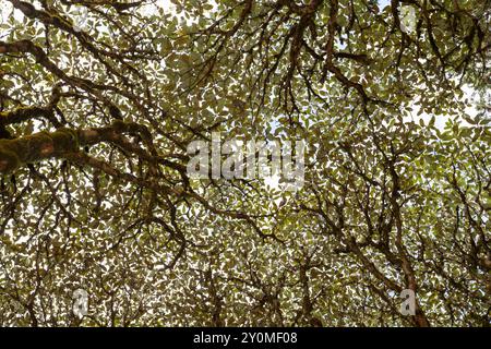 Rhododendron-Baldachin im natürlichen Wald bei der Lungchutse Wanderung in Thimphu, Bhutan. Stockfoto