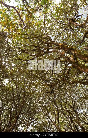 Rhododendron-Baldachin im natürlichen Wald bei der Lungchutse Wanderung in Thimphu, Bhutan. Stockfoto