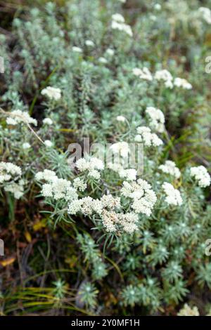 Anaphalis sp. Wächst entlang der Lungchutse Wanderung in Thimphu, Bhutan. Stockfoto