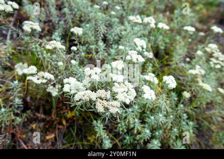 Anaphalis sp. Wächst entlang der Lungchutse Wanderung in Thimphu, Bhutan. Stockfoto