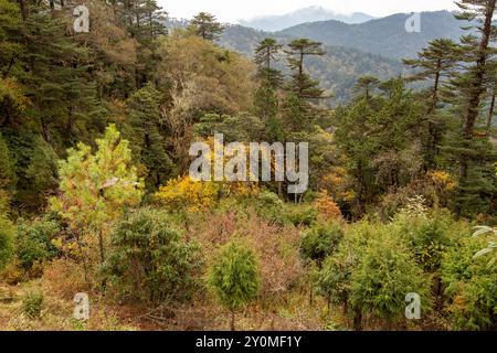 Natürlicher Wald mit Schierling, Tanne, Araukaria und Rhododendrons im Herbst entlang der Lungchutse Wanderung in Thimphu, Bhutan. Stockfoto