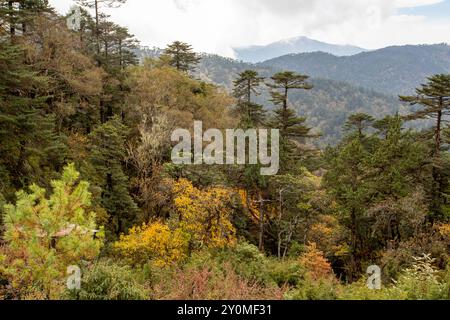 Natürlicher Wald mit Schierling, Tanne, Araukaria und Rhododendrons im Herbst entlang der Lungchutse Wanderung in Thimphu, Bhutan. Stockfoto