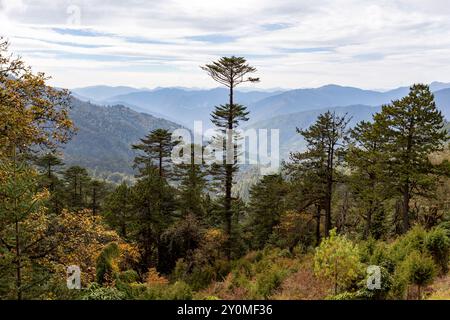 Natürlicher Wald mit Schierling, Tanne, Araukaria und Rhododendrons im Herbst entlang der Lungchutse Wanderung in Thimphu, Bhutan. Stockfoto