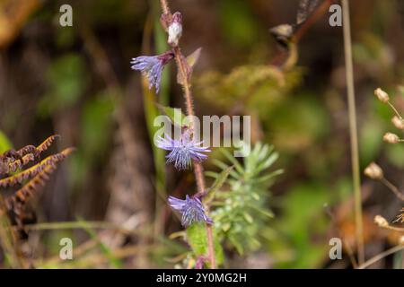 Cicerbita sp. (Familie Asteraceae) wächst entlang der Lungchutse Wanderung in Thimphu, Bhutan. Stockfoto