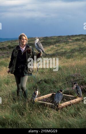 Die British School of Falknerry in Gleneagles, Emma Ford mit einem Peregrine Falken, kurz vor dem Flug. Drei andere sitzen auf einem Cadge und warten darauf, dass sie geflogen werden. Gleneagles, Schottland, 1997 1990er Jahre, Großbritannien HOMER SYKES Stockfoto