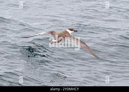 Toller Sturmtaucher im Flug Stockfoto