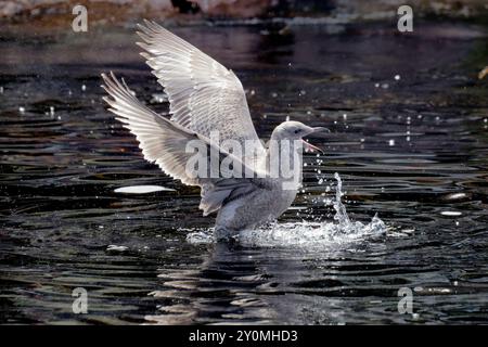 Eine junge Möwe genießt ein Bad Stockfoto