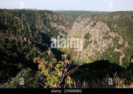 Thale, Deutschland. September 2024. Blick vom Hexentanzplatz auf die Felsen an der Rosstrappe in Thale. Vom Hexentanzplatz aus haben Sie einen Blick über das Bodetal. Der Hexentanzplatz ist eine beliebte Touristenattraktion und zieht viele Besucher an. Am Sonntag ereignete sich ein tragischer Unfall, bei dem ein junger Mann von einer Aussichtsplattform fiel und tödliche Verletzungen erlitt. Quelle: Matthias Bein/dpa/Alamy Live News Stockfoto