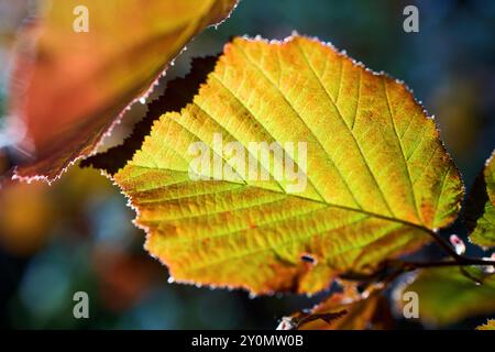 Corylus maxima oder filbert-Haselnussart in der Birkenfamilie Betulaceae, die in Südosteuropa und Südwestasien beheimatet ist. Corylus maxima Leaf schließen Stockfoto