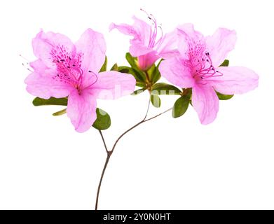 Rosa Azalea Blüten isoliert auf weißem Hintergrund Stockfoto